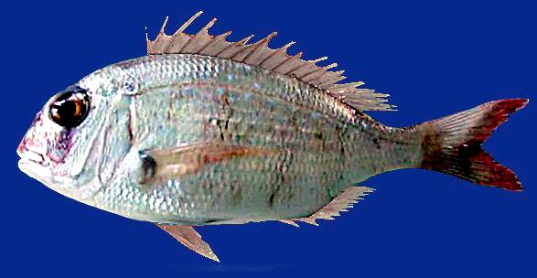 Dentex maroccanus_08.jpg